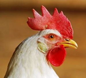 Research: Chicken NK-lysin gene a cancer fighter