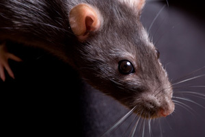 What you need to know about rodent control