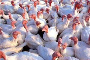 Ukraine developing a program to support turkey meat production