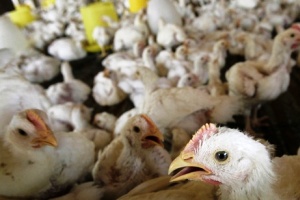 Bangladesh: Avian flu still casts shadow over poultry industry