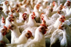 German poultry production climbs by 1.8%