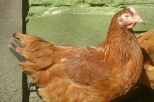Waitrose raises prices paid to egg producers