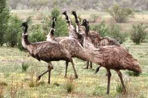 India: Emu breeding fraud leaves 12,500 birds neglected