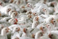 UK poultry company fined €82,000 for too many birds