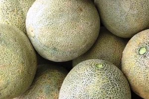 Melon-based feed project targeting poultry feed, gets €2.9 million grant