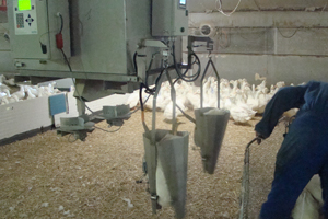 Innov’Space: Poultry weigh system Speed-Weight