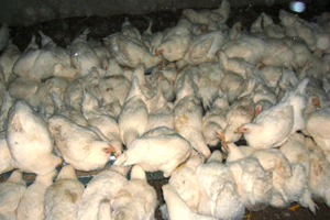 Impact of breeder rearing management on production