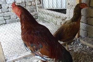 Backyard farms with native breeds still important in Indian egg supply