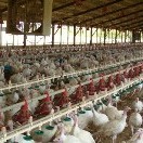 US poultry production emissions examined