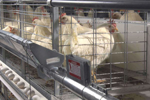 Avian hepatitis-E-virus infection in chickens – Part 1