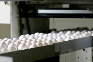 Turkish egg production up 16.8% in 2012