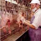 US poultry plants with lower risks to receive fewer inspections