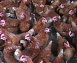 European Commission acts to support poultry markets