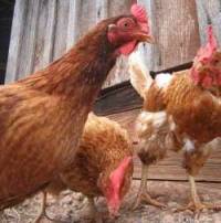 Chicken protein combats food pathogens