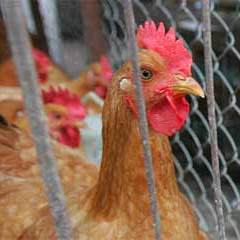 US state votes against bigger chicken cages