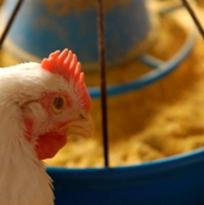 3 million broilers fed contaminated feed