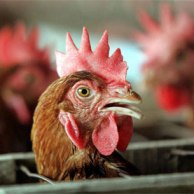 Broiler chickens benefit from new EU welfare rules