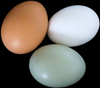 Hens produce eggs of various colours