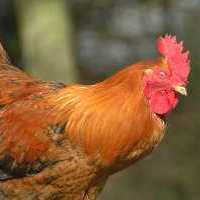 Hen behaviour and performance studied