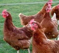 Herbal therapy for poultry