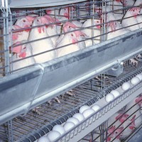 UK retail giants say no to battery cages