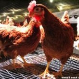 Pakistan focusing on enhanced poultry production