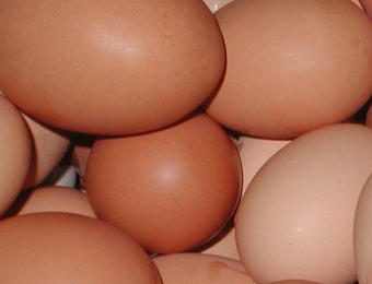 Incubator stolen, hundreds of rare eggs gone