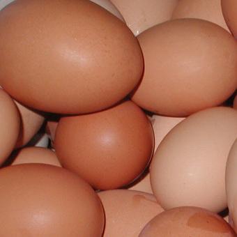 Incubator stolen, hundreds of rare eggs gone