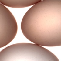 Fine creates big boost for the organic poultry egg industry