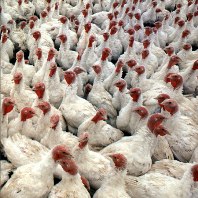 Danish find salmonella in German poultry–could spell trouble for EU