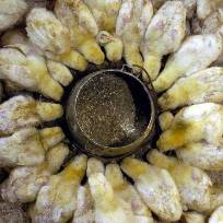 Canada bans feeding scraps to poultry