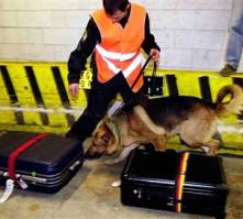 Bird flu dogs get to work at Dutch airport