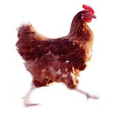 Are hens happy(ier) roaming free?