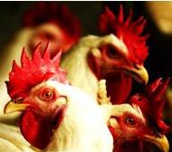 US not ready for bird flu pandemic