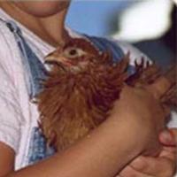 Chickens: popular household pets