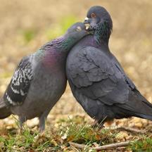 Hollywood pigeons to use contraceptives