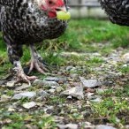 Little poultry feed left after bird flu scare