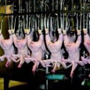 PETA wants Costco to practise less cruel slaughter