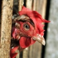 Italy says Russian ban on poultry is ungrounded
