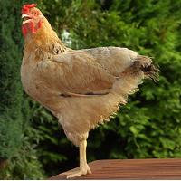 Pet chicken medical bills cost owner Â£2,000