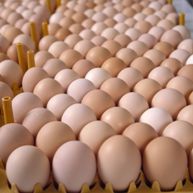APHIS proposal: alter import requirements for table eggs