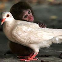 Pigeon and monkey become best friends