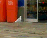 Shoplifting seagull caught on camera