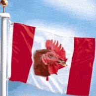 Canadian poultry farm hit by bird flu
