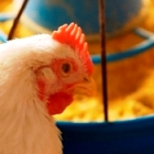 Muslims doubt that poultry feed is halal