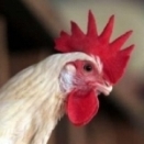 Hyderabad hosts ‘Poultry India 2007’ in Nov