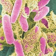 Kansas State researching Salmonella and E.coli