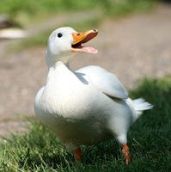New phytase now authorised for ducks