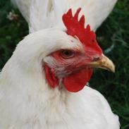 Chile allowed to export poultry to the US