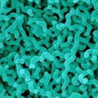 USDA selects Neogen to offer Campylobacter medium